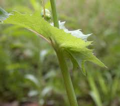 Attēlu rezultāti vaicājumam “Sonchus oleraceus leaf”