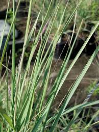 Attēlu rezultāti vaicājumam “Calamagrostis canescens leaf”