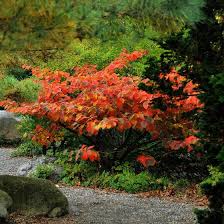 Attēlu rezultāti vaicājumam “Hamamelis vernalis”