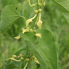 Attēlu rezultāti vaicājumam “Aristolochiaceae”