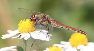 Attēlu rezultāti vaicājumam “Sympetrum”