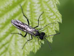 Attēlu rezultāti vaicājumam “Tenthredinidae”