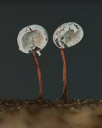 Attēlu rezultāti vaicājumam “Physarum, Nannengaella sp.”