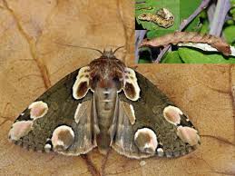 Attēlu rezultāti vaicājumam “Thyatira batis imago”