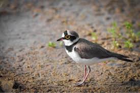 Attēlu rezultāti vaicājumam “Charadrius dubius”