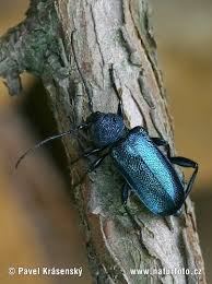 Attēlu rezultāti vaicājumam “Callidium violaceum”