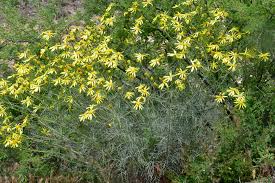 Attēlu rezultāti vaicājumam “Symphytocarpus flaccidus sessile”