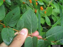 Attēlu rezultāti vaicājumam “Lonicera tatarica fruit”