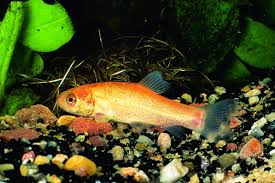 Image result for Tinca tinca