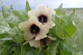 Attēlu rezultāti vaicājumam “Hyoscyamus niger”