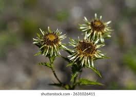 Attēlu rezultāti vaicājumam “Carlina biebersteinii leaf”
