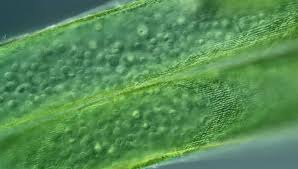 Attēlu rezultāti vaicājumam “Nitella sp.”