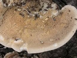 Attēlu rezultāti vaicājumam “Trametes hirsuta”