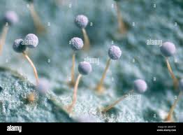 Attēlu rezultāti vaicājumam “Physarum penetrale macro”