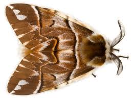 Attēlu rezultāti vaicājumam “Endromidae”