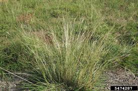 Attēlu rezultāti vaicājumam “Badhamia bethelii stalked”