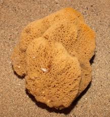 Attēlu rezultāti vaicājumam “Spongia”