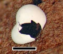 Attēlu rezultāti vaicājumam “Didymium difforme spores”
