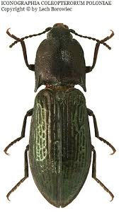 Attēlu rezultāti vaicājumam “Selatosomus aeneus”