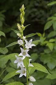 Attēlu rezultāti vaicājumam “Campanula latifolia leaf”