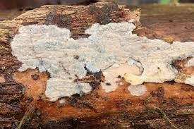 Attēlu rezultāti vaicājumam “Radulomyces confluens”