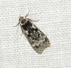 Attēlu rezultāti vaicājumam “Anacampsis blatariella”