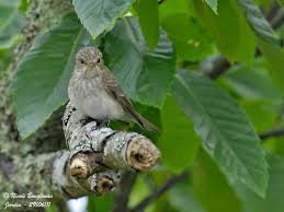 Attēlu rezultāti vaicājumam “Muscicapa striata adult”