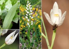 Attēlu rezultāti vaicājumam “Cephalanthera longifolia”