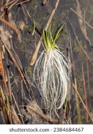 Attēlu rezultāti vaicājumam “Lobelia dortmanna flower”