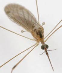 Attēlu rezultāti vaicājumam “Limoniidae”