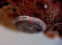 Attēlu rezultāti vaicājumam “Diderma effusum macro”