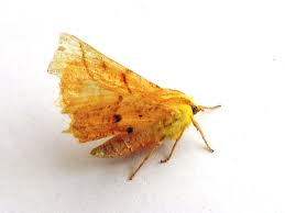 Attēlu rezultāti vaicājumam “Ennomos alniaria”