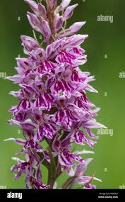 Attēlu rezultāti vaicājumam “Dactylorhiza maculata”