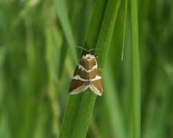 Attēlu rezultāti vaicājumam “Deltote bankiana”