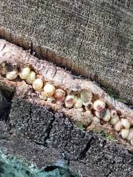 Attēlu rezultāti vaicājumam “Andricus quercuscorticis”