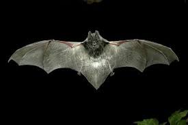 Attēlu rezultāti vaicājumam “Barbastella barbastellus”