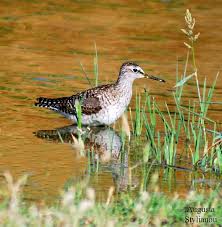 Attēlu rezultāti vaicājumam “Tringa glareola”