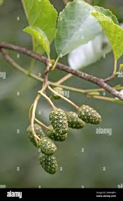 Attēlu rezultāti vaicājumam “Alnus glutinosa fruit”