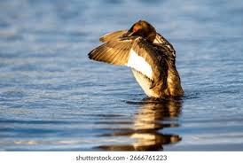 Image result for Podiceps auritus