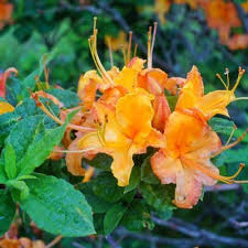 Attēlu rezultāti vaicājumam “Rhododendron calendulaceum”