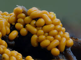 Attēlu rezultāti vaicājumam “Leocarpus fragilis macro”