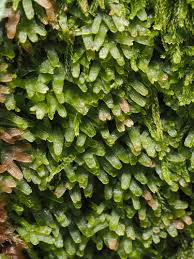 Attēlu rezultāti vaicājumam “Riccardia latifrons”