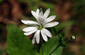 Attēlu rezultāti vaicājumam “Stellaria nemorum flower”