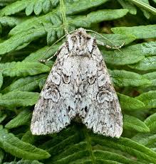 Attēlu rezultāti vaicājumam “Polia nebulosa”