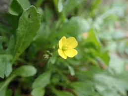 Attēlu rezultāti vaicājumam “Diplotaxis muralis flower”