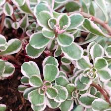 Attēlu rezultāti vaicājumam “Phedimus spurius leaf”