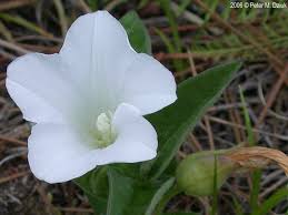 Attēlu rezultāti vaicājumam “Calystegia inflata flower”