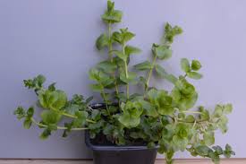 Image result for Lysimachia nummularia