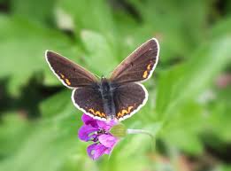 Attēlu rezultāti vaicājumam “Eumedonia eumedon”