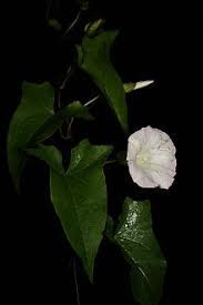 Attēlu rezultāti vaicājumam “Calystegia sepium”
